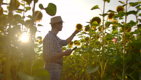 A-man-in-a-straw-hat-and-plaid-shirt-is-walking-on-a-field-with-a-lot-of-big-sunflowers-in-summer-day-and-writes-its-properties-to-his-computer-for-his-scientific-article.